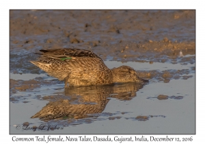 Common Teal