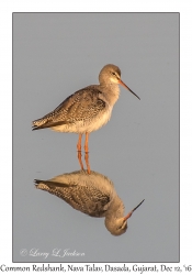 Common Redshank