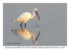 Eurasian Spoonbill