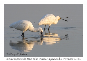 Eurasian Spoonbill