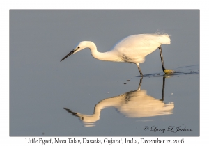 Little Egret