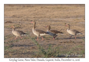 Greylag Geese