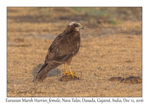 Eurasian Marsh Harrier