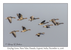 Greylag Geese