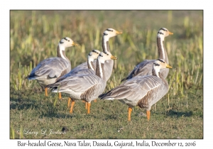 Bar-headed Geese