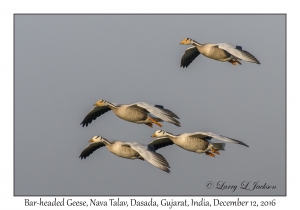 Bar-headed Geese