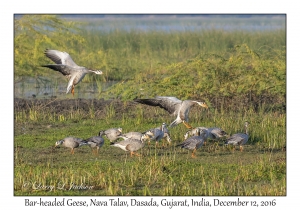 Bar-headed Geese