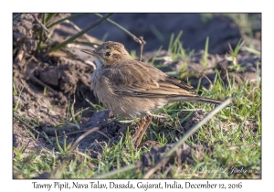 Tawny Pipit