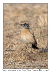 Desert Wheatear