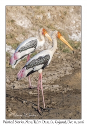 Painted Storks