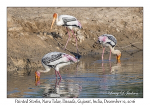 Painted Storks