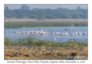 Greater Flamingos