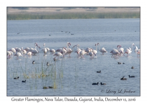 Greater Flamingos