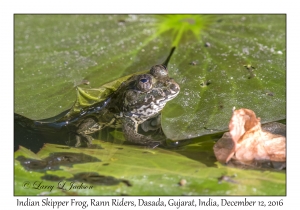 Indian Skipper Frog