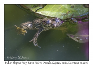 Indian Skipper Frog