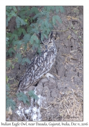 Indian Eagle Owl