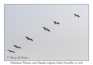 Dalmatian Pelicans