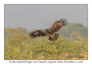 Great Spotted Eagle