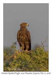 Great Spotted Eagle