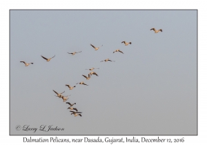 Dalmatian Pelicans