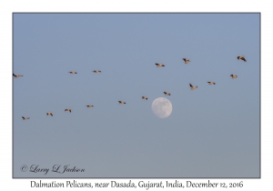 Dalmatian Pelicans