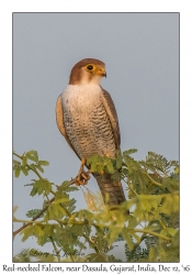 Red-necked Falcon