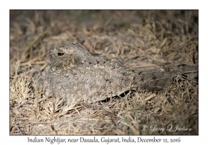 Indian Nightjar