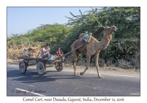 Camel Cart