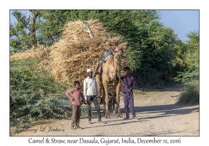 Camel & Straw