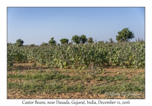 Castor Beans