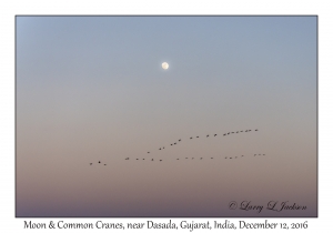 Moon & Common Cranes