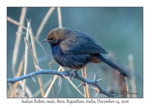 Indian Robin