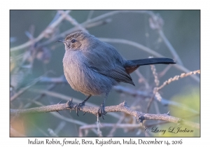 Indian Robin