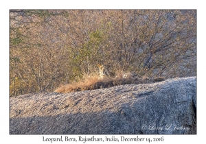 Leopard