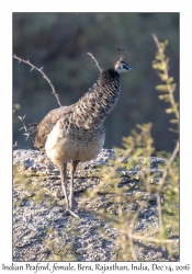 Indian Peafowl