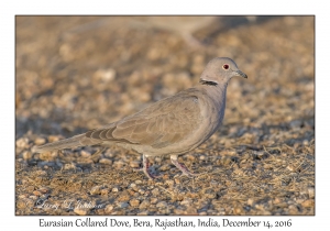 Eurasian Collared Dove