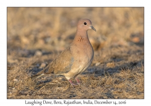 Laughing Dove