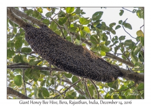 Giant Honey Bee Hive