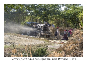 Harvesting Lentils