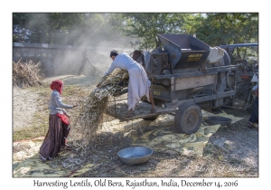 Harvesting Lentils