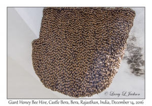 Giant Honey Bee Hive