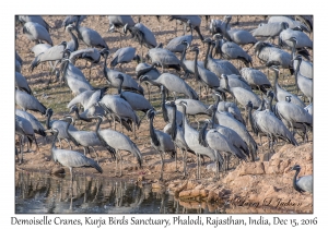 Demoiselle Cranes