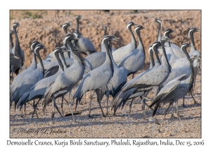 Demoiselle Cranes