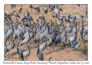 Demoiselle Cranes