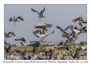 Demoiselle Cranes