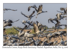 Demoiselle Cranes