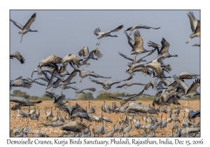 Demoiselle Cranes