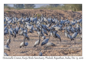 Demoiselle Cranes