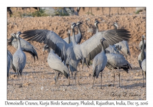 Demoiselle Cranes