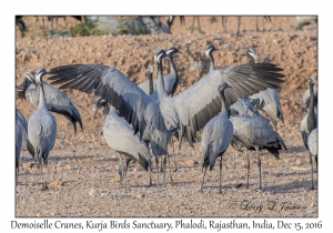 Demoiselle Cranes